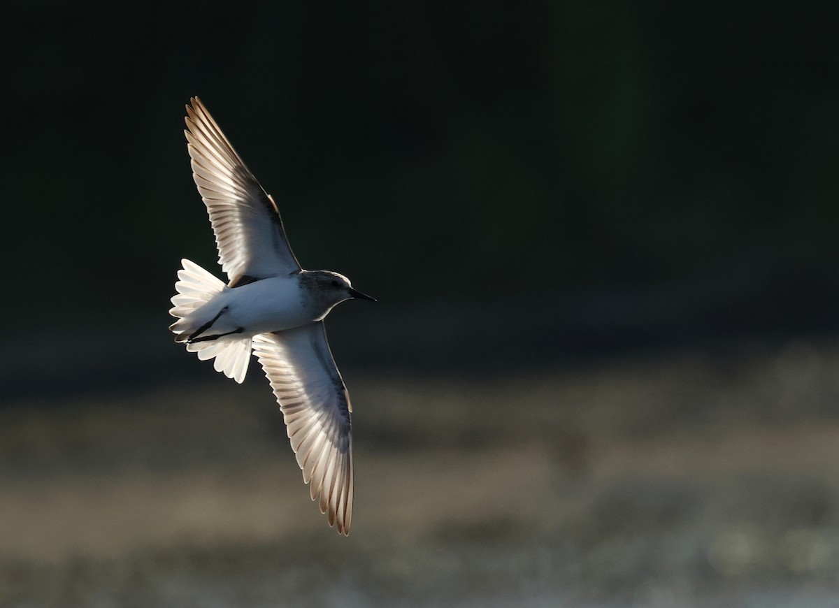 Red-necked Stint - ML620373017