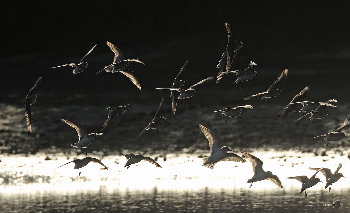 Red-necked Stint - ML620373018