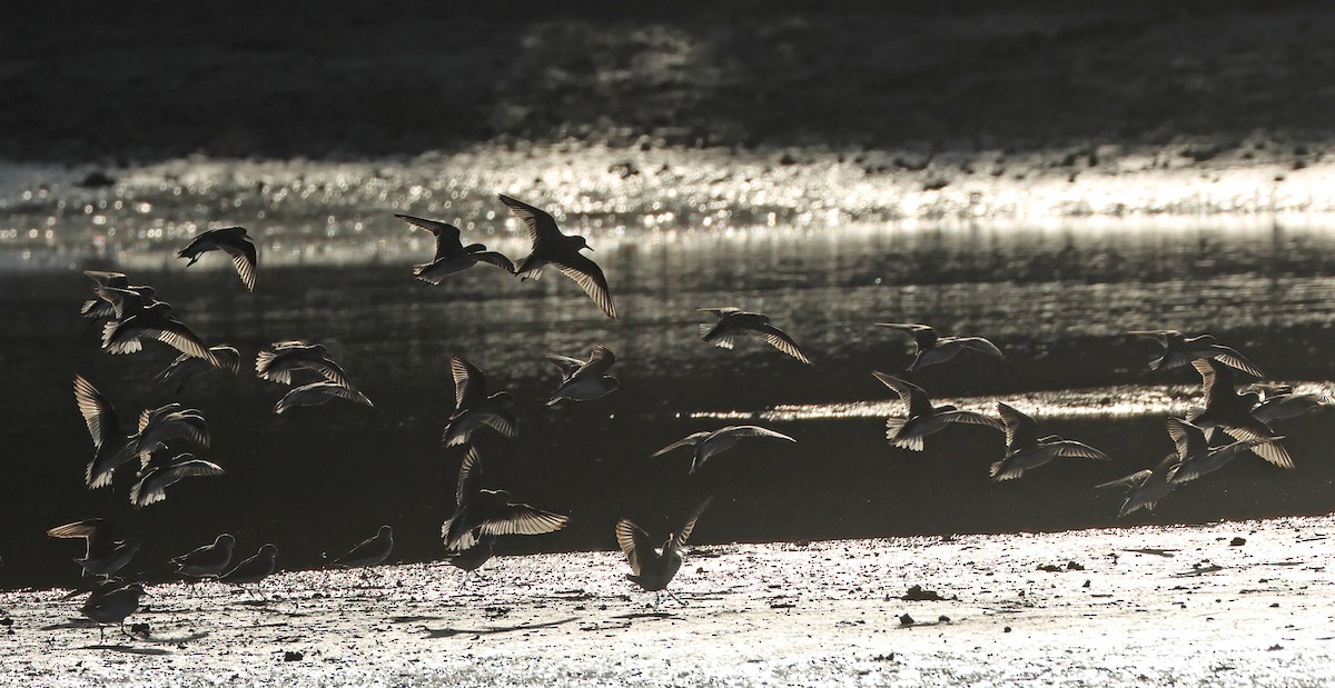 Red-necked Stint - ML620373020