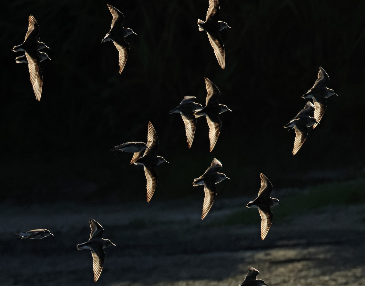 Red-necked Stint - ML620373021