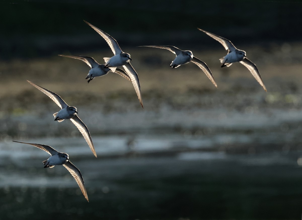 Red-necked Stint - ML620373022