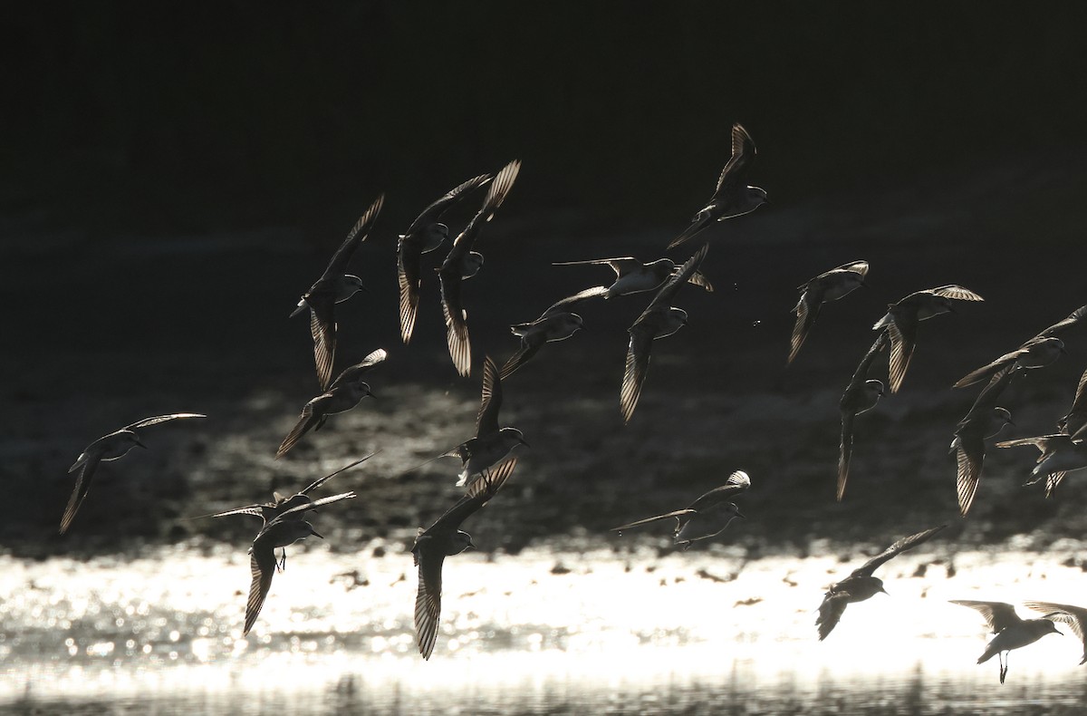 Red-necked Stint - ML620373023