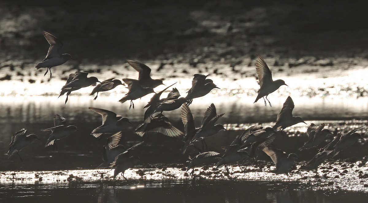 Red-necked Stint - ML620373024