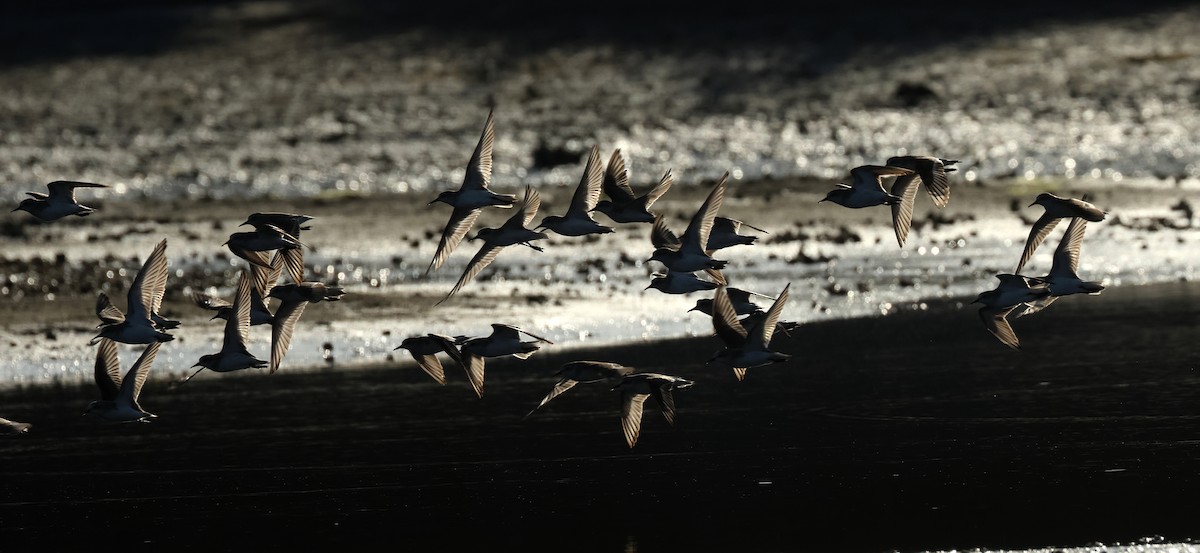 Rotkehl-Strandläufer - ML620373026