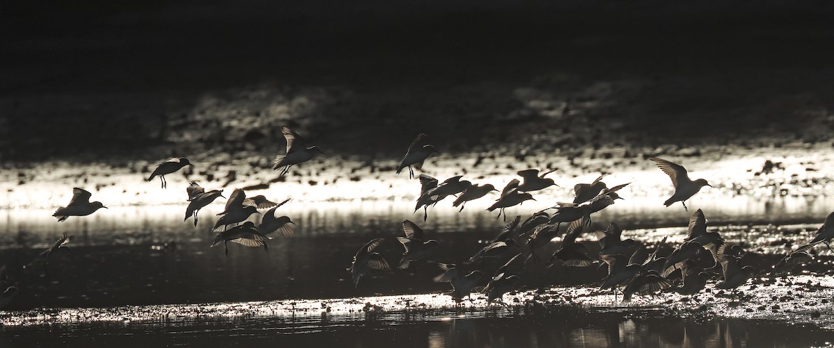 Red-necked Stint - ML620373027