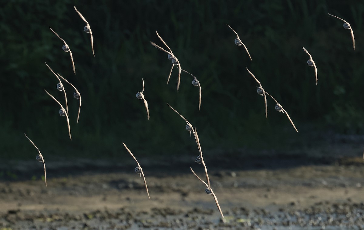 Rotkehl-Strandläufer - ML620373029