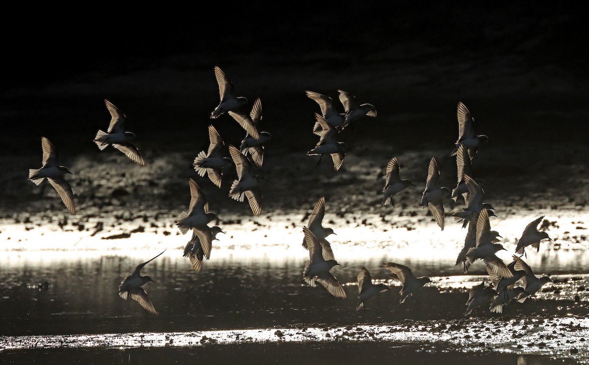 Red-necked Stint - ML620373030