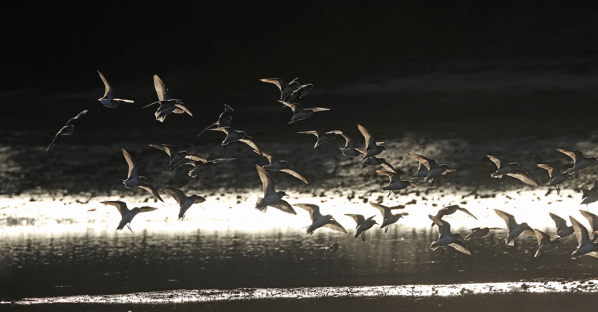 Red-necked Stint - ML620373031