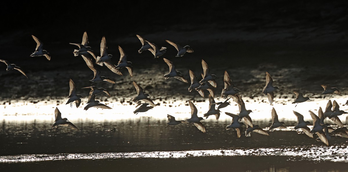 Red-necked Stint - ML620373032