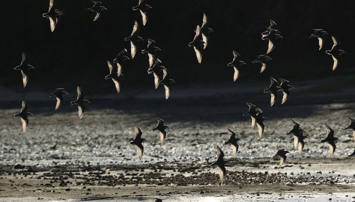 Rotkehl-Strandläufer - ML620373033