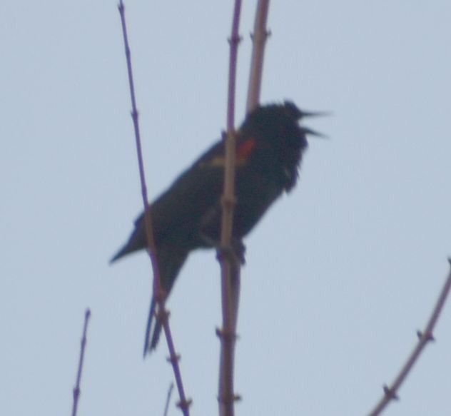 Red-winged Blackbird - ML620373038