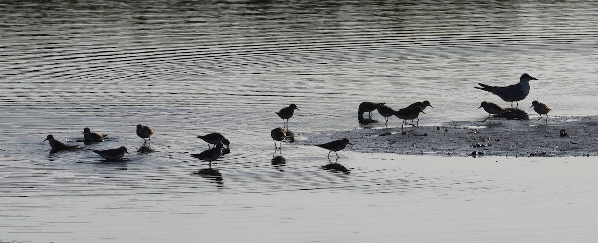 Whiskered Tern - ML620373042