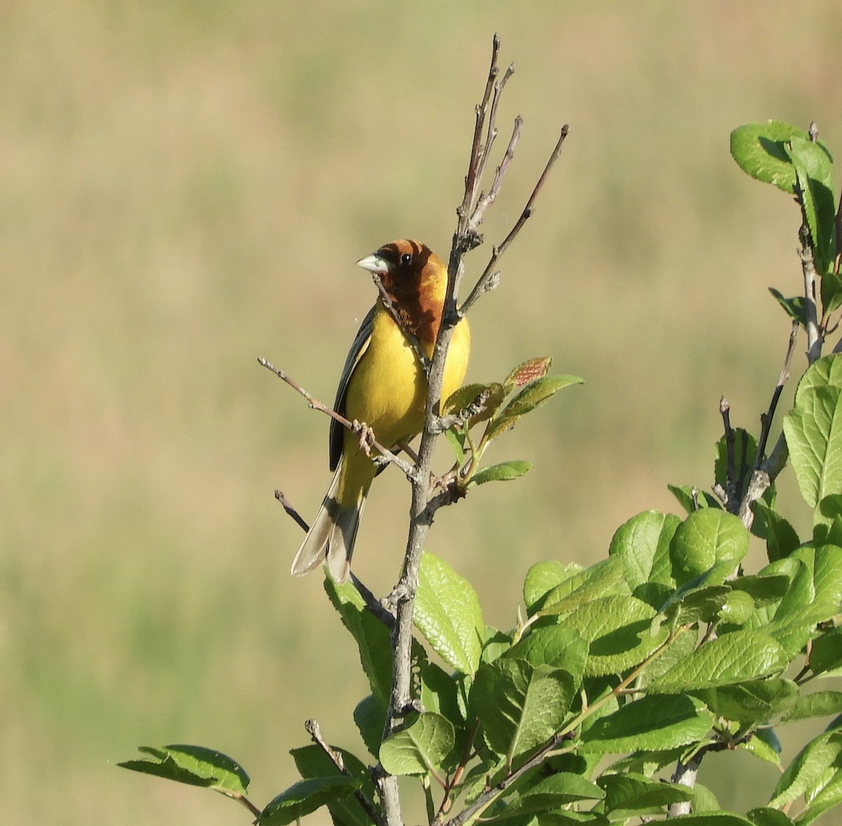 Red-headed Bunting - ML620373046