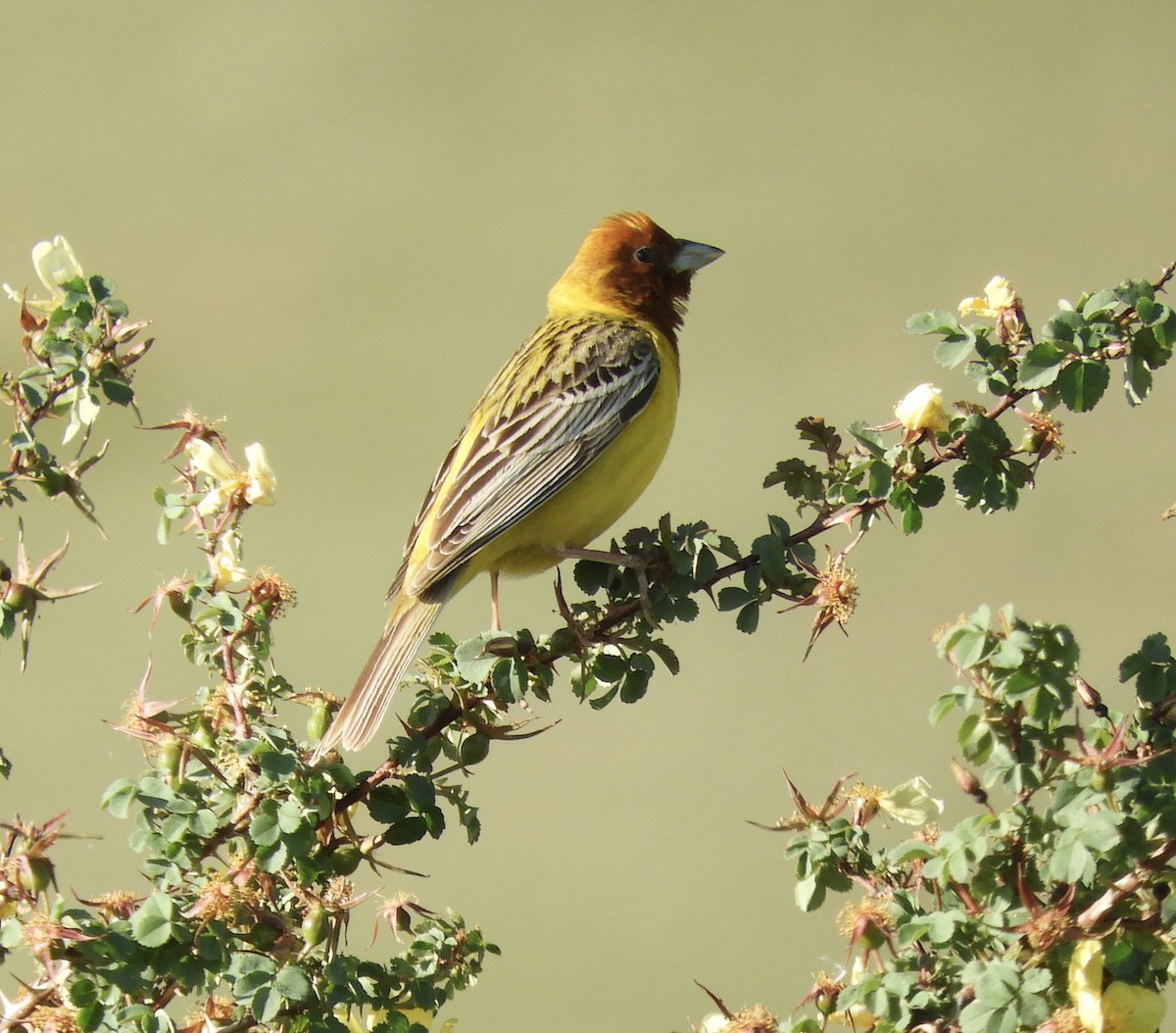 Red-headed Bunting - ML620373047