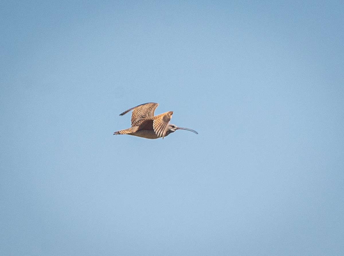 Long-billed Curlew - ML620373056