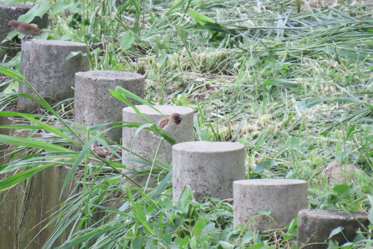 Scaly-breasted Munia - ML620373062