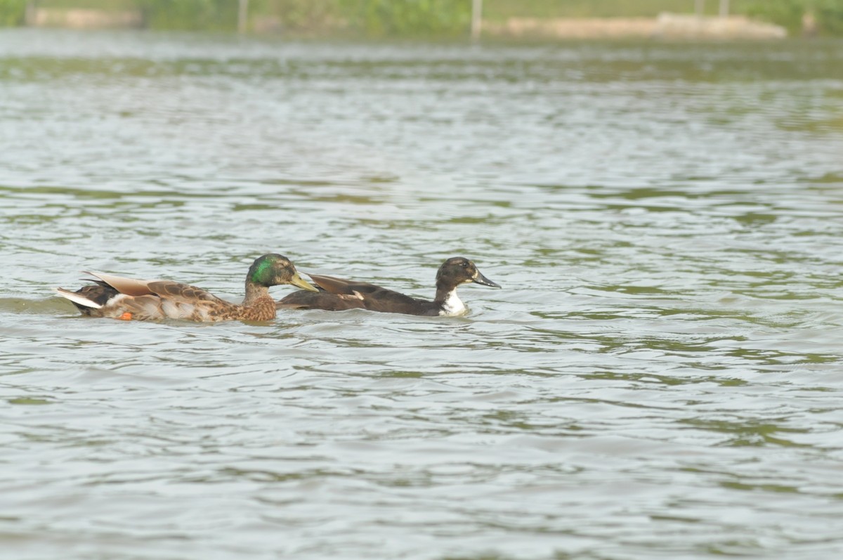 Fehlfarben-Stockente/Hausente - ML620373072