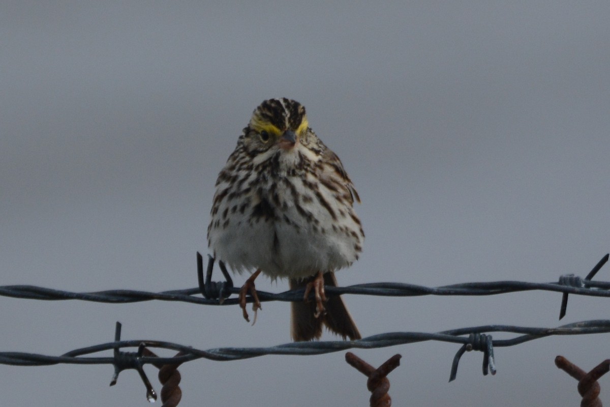 Savannah Sparrow - ML620373075