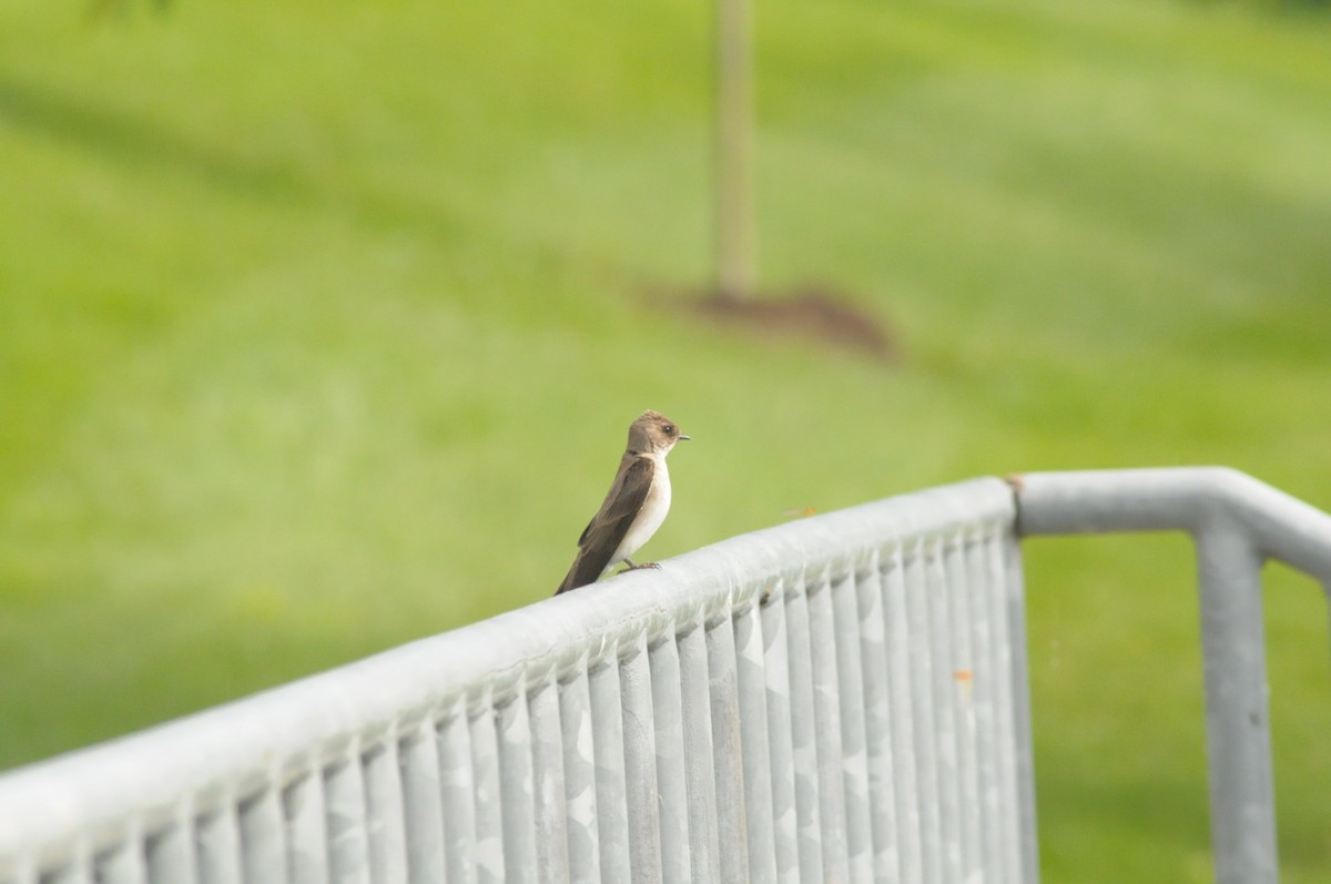 Northern Rough-winged Swallow - ML620373086