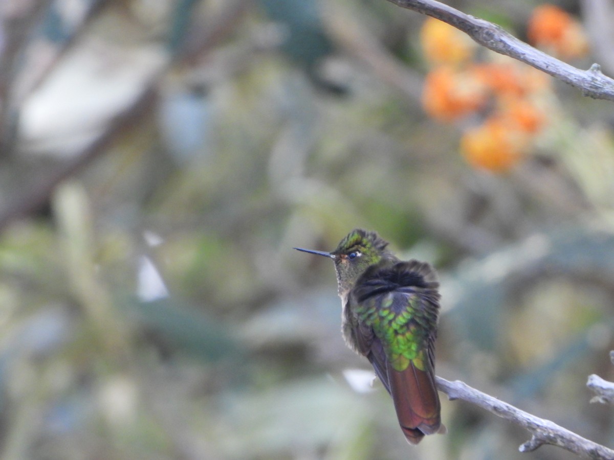 kolibřík dřišťálový - ML620373087