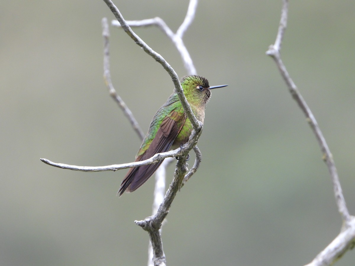 kolibřík dřišťálový - ML620373088