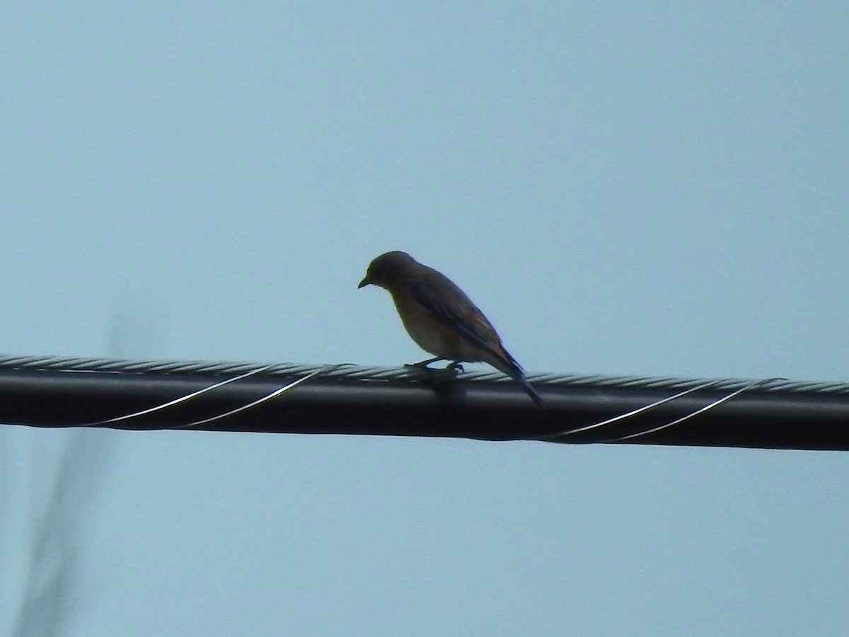 Eastern Bluebird - ML620373090