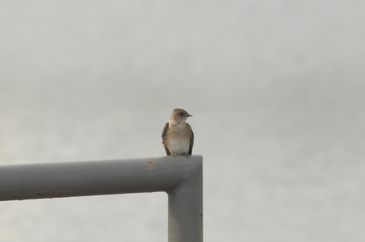 Northern Rough-winged Swallow - ML620373094