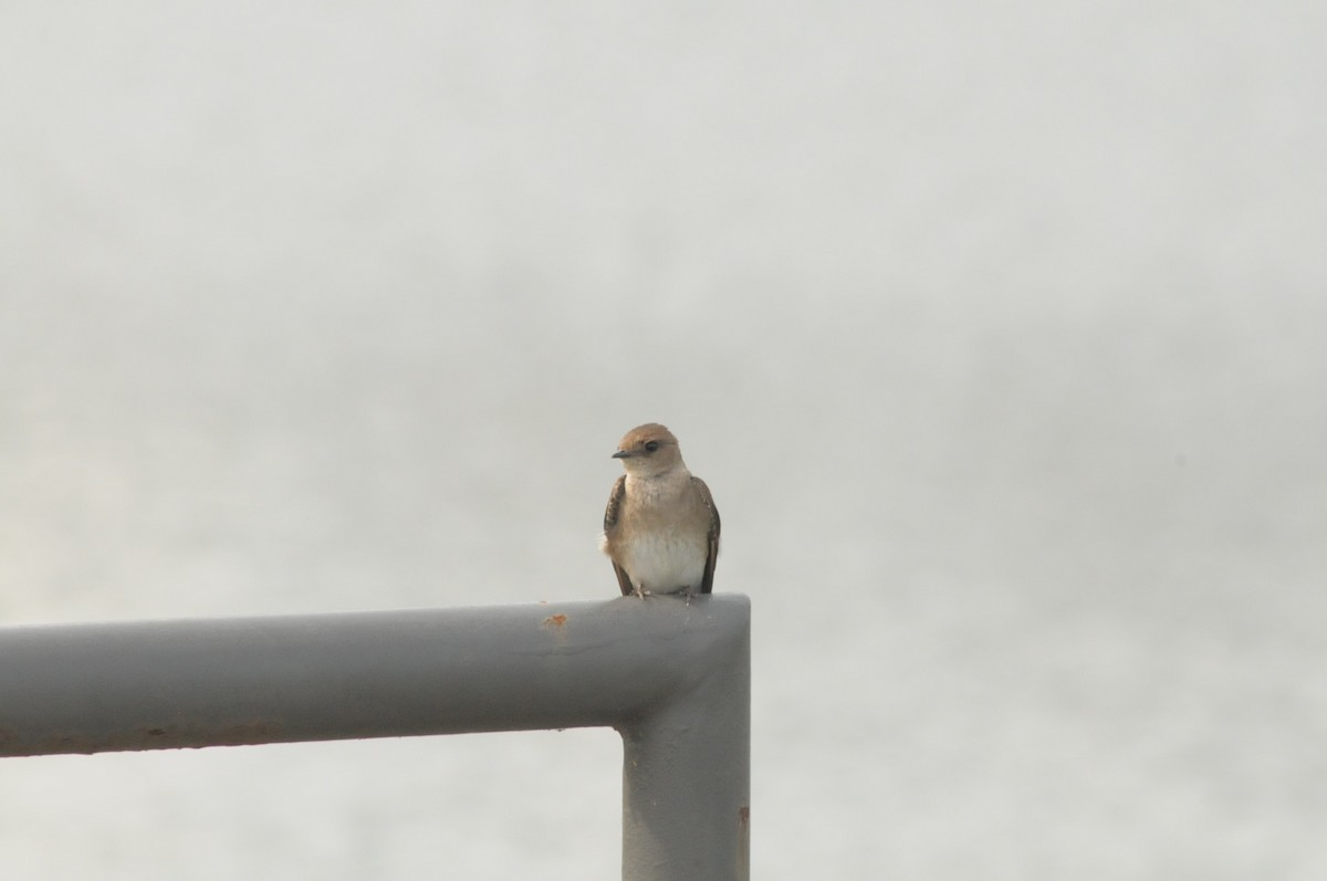 Northern Rough-winged Swallow - ML620373096