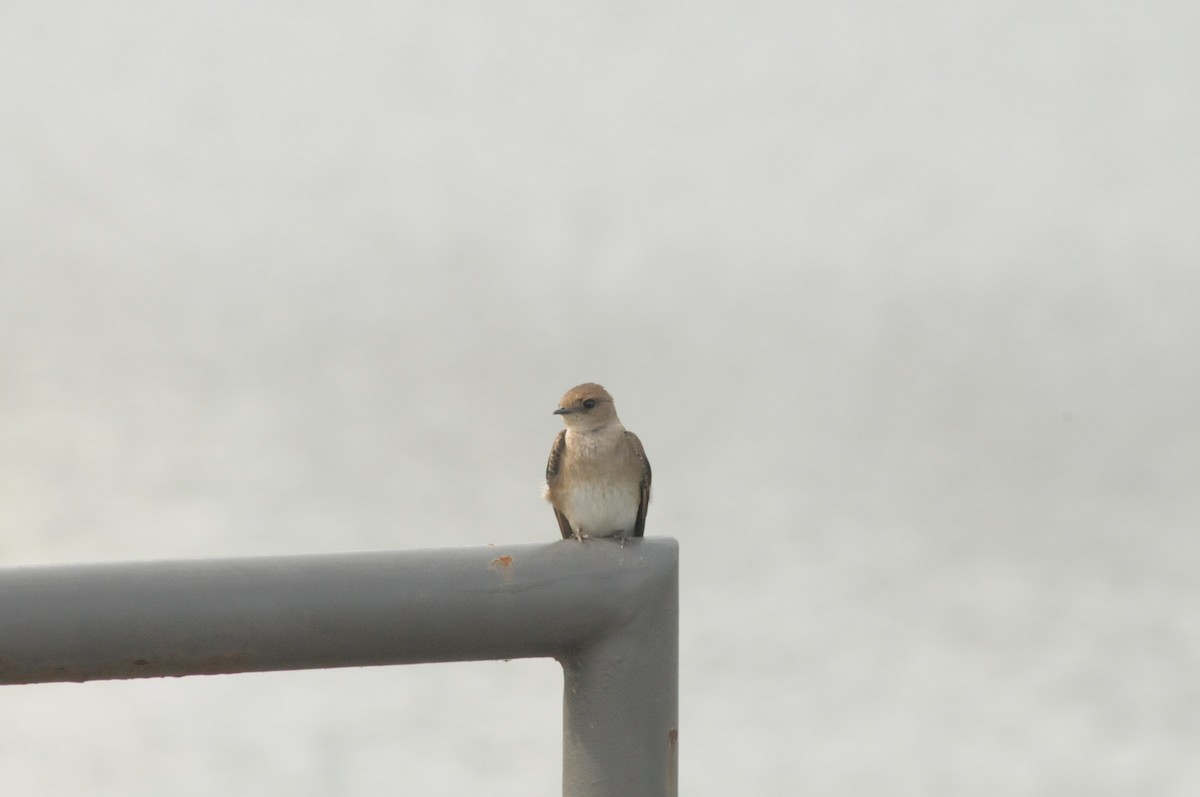 Golondrina Aserrada - ML620373096