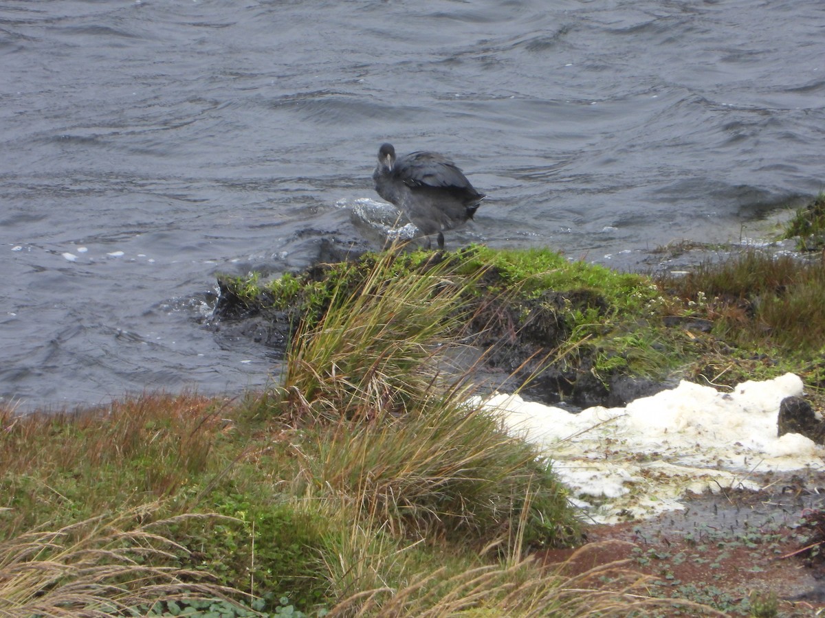 Slate-colored Coot - ML620373109