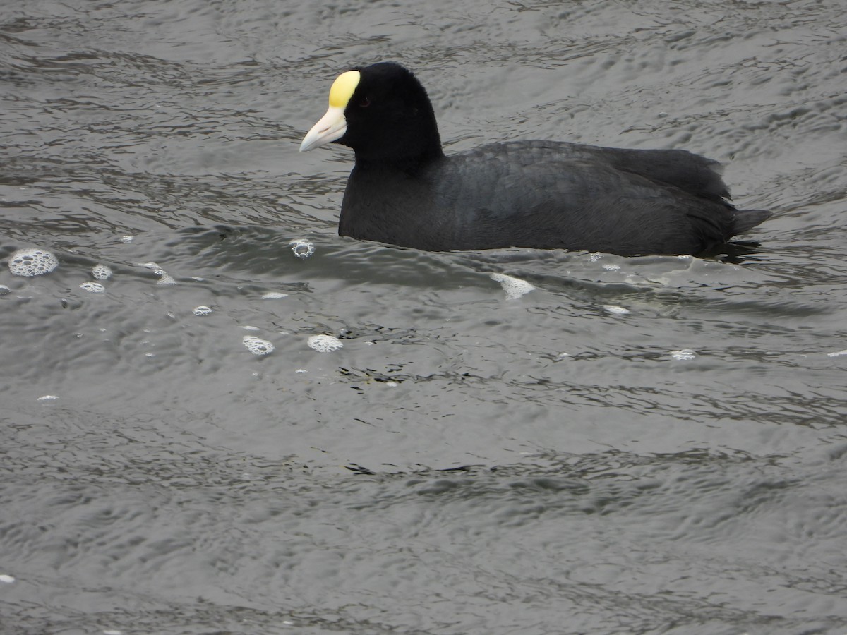 Slate-colored Coot - ML620373110