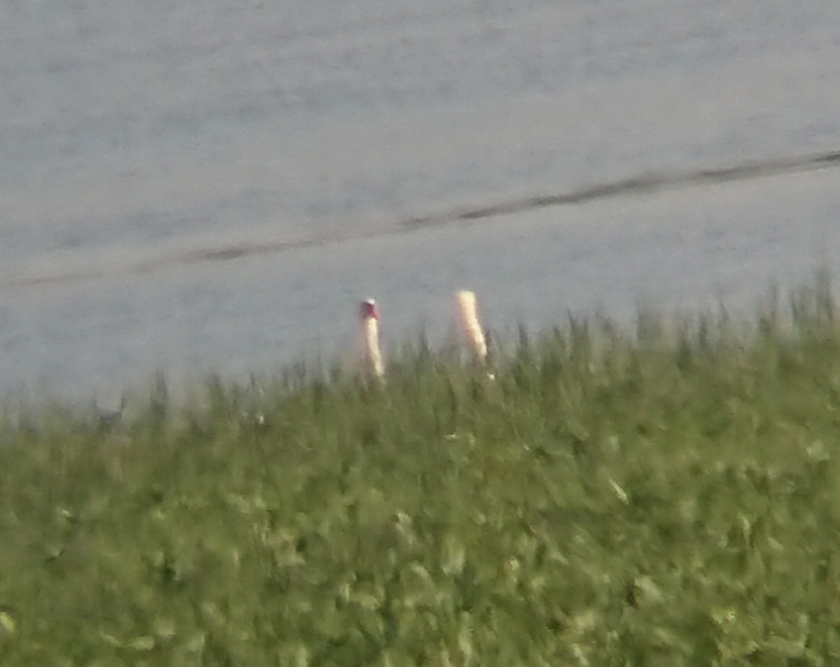 Хуруут хун - ML620373111