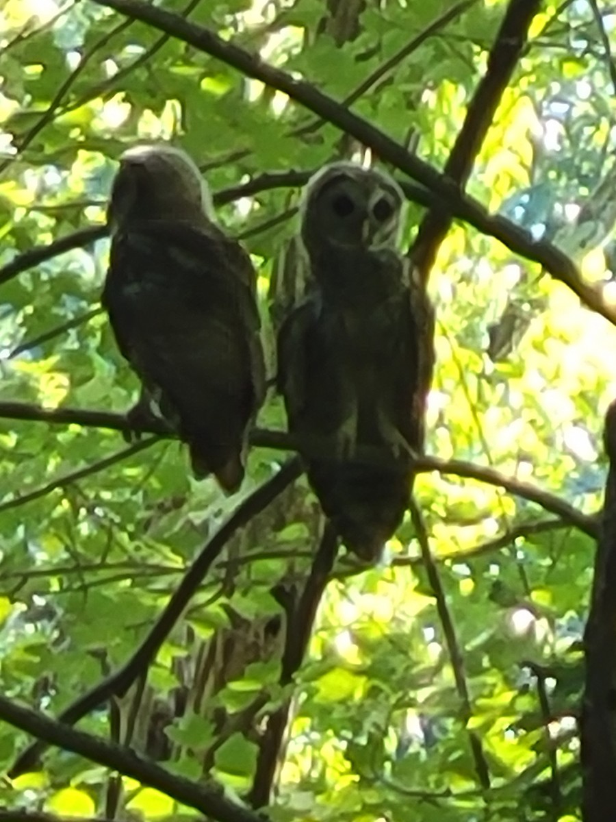 Barred Owl - ML620373113