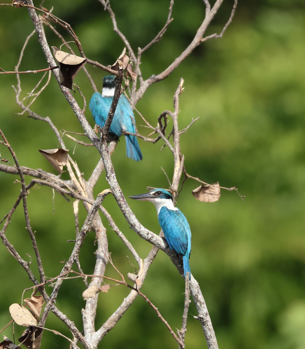 Collared Kingfisher - ML620373121