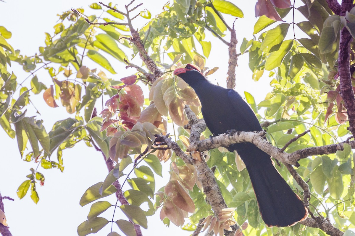 Violet Turaco - ML620373135