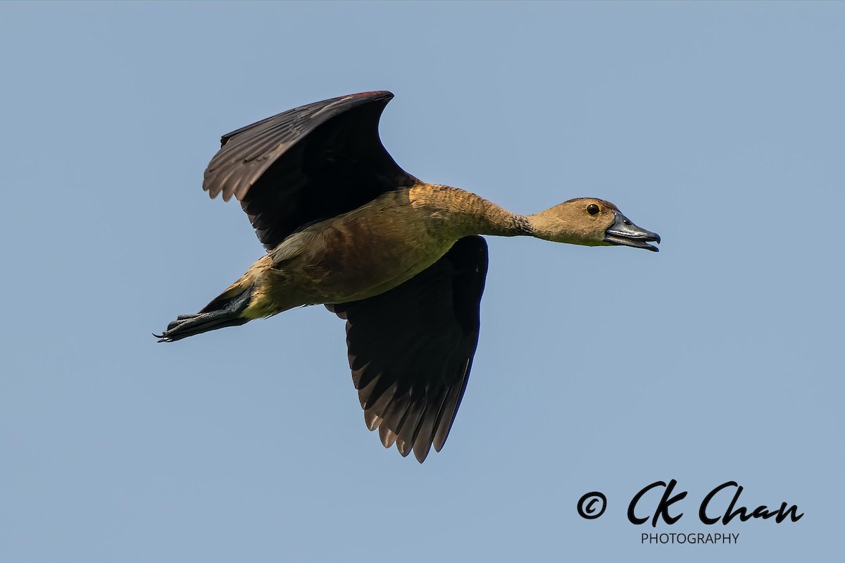 Lesser Whistling-Duck - ML620373141