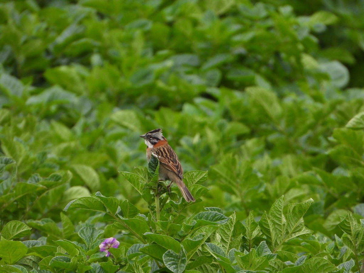 Rufous-collared Sparrow - ML620373147