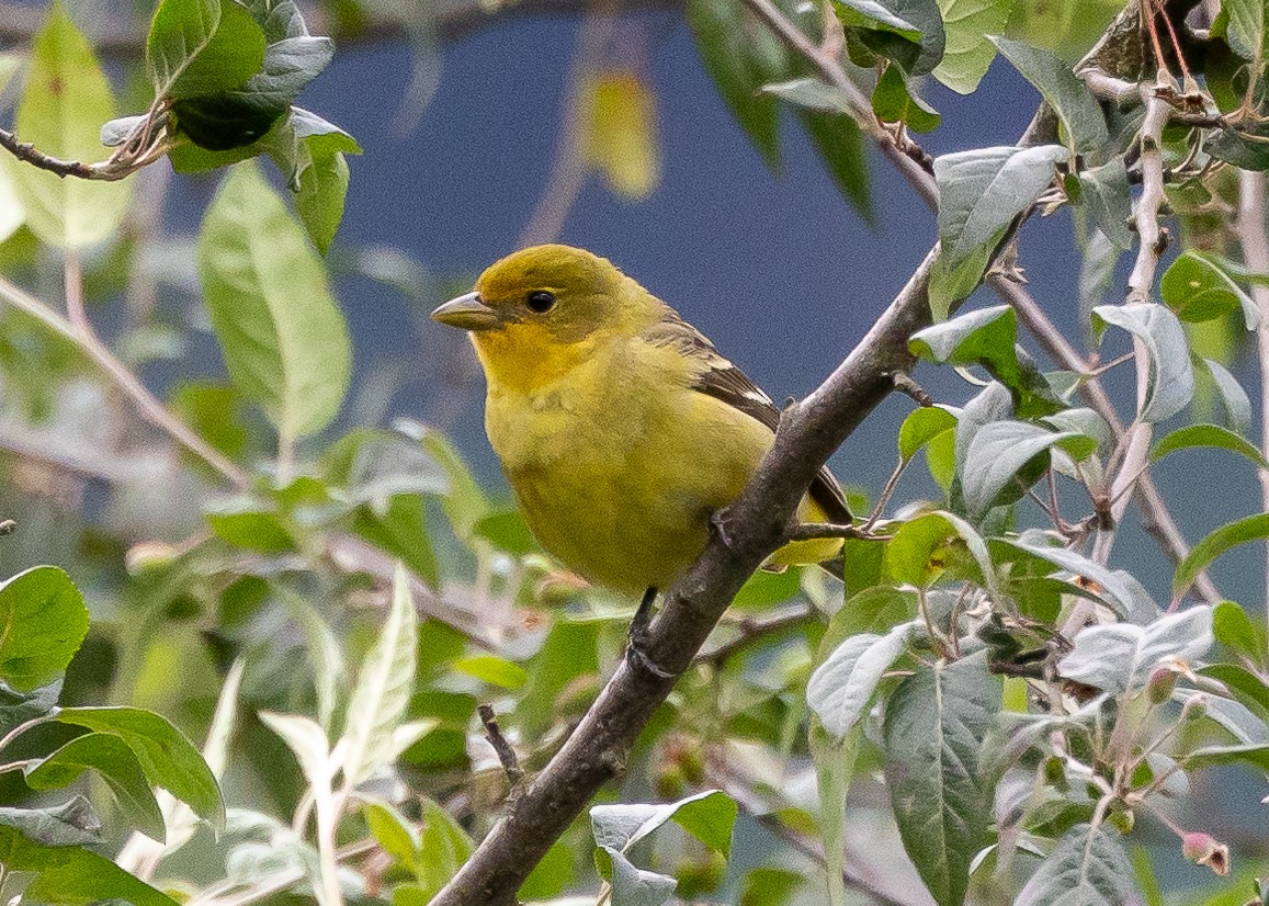 Western Tanager - ML620373150