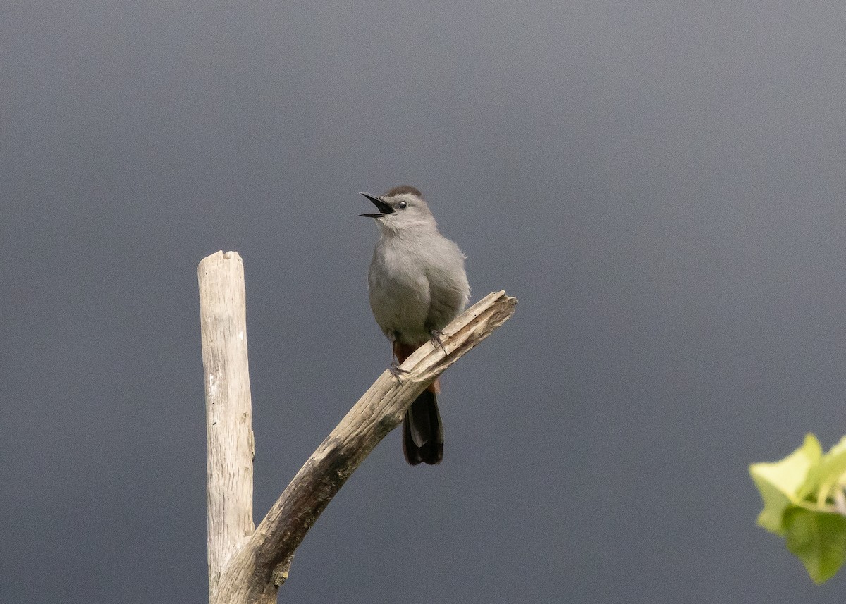 Gray Catbird - ML620373154