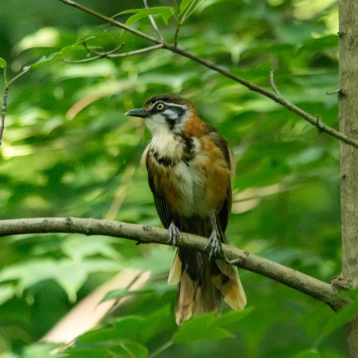 Lesser Necklaced Laughingthrush - ML620373156