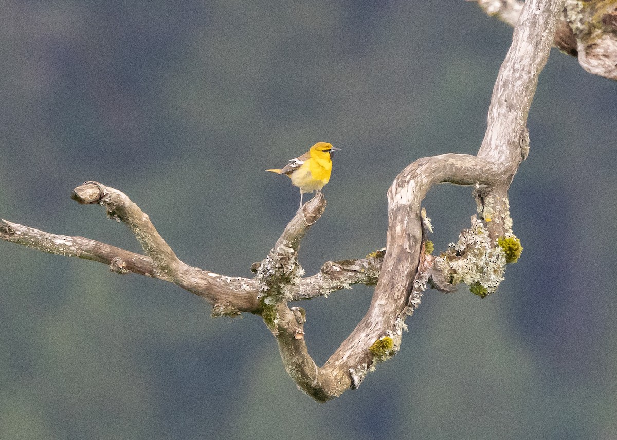 Bullock's Oriole - Ian Burgess