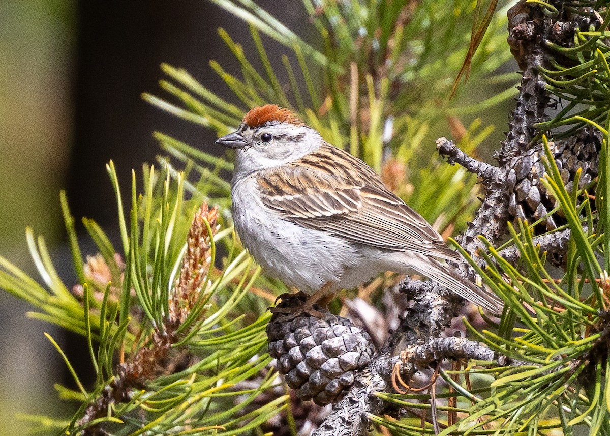 Chipping Sparrow - ML620373173