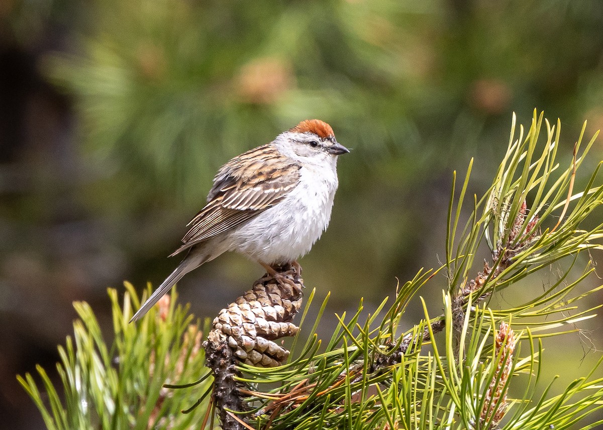 Chipping Sparrow - ML620373175