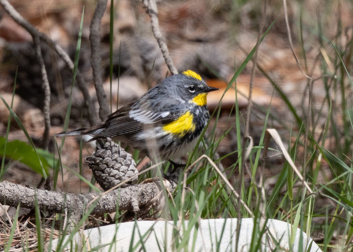 Yellow-rumped Warbler (Audubon's) - ML620373176
