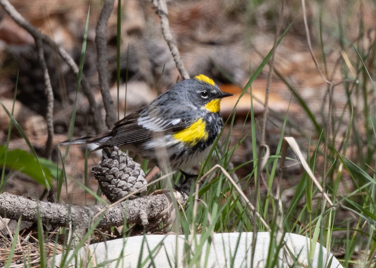 Kronenwaldsänger (Audubonwaldsänger) - ML620373176