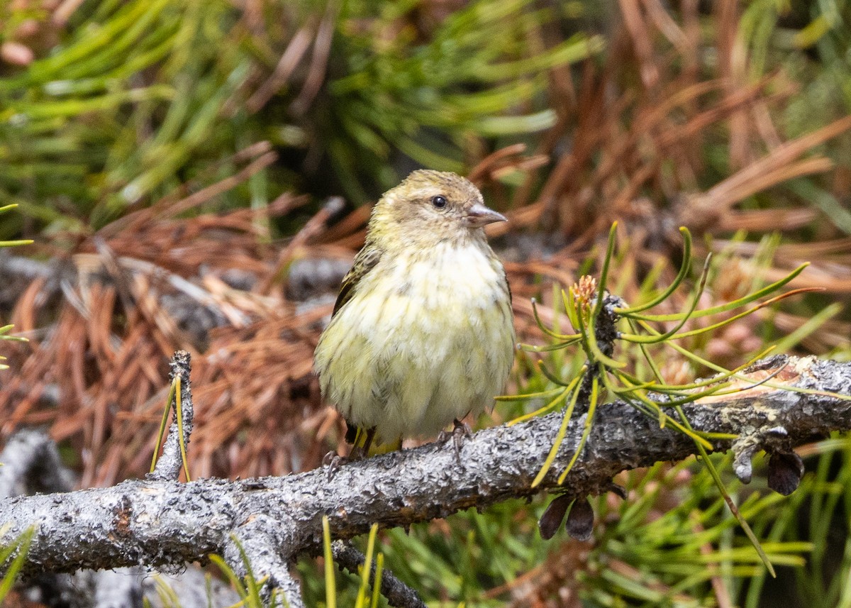 Pine Siskin - ML620373179