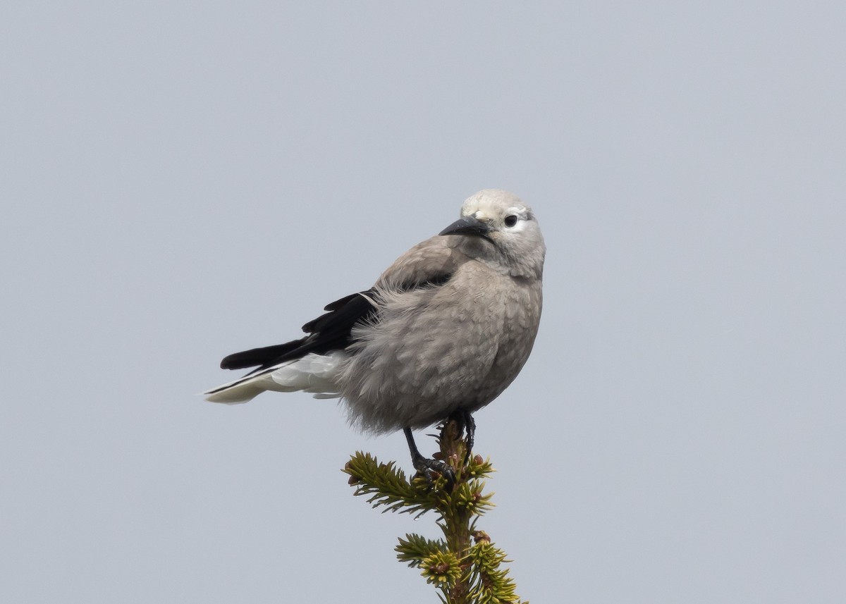 Clark's Nutcracker - ML620373185