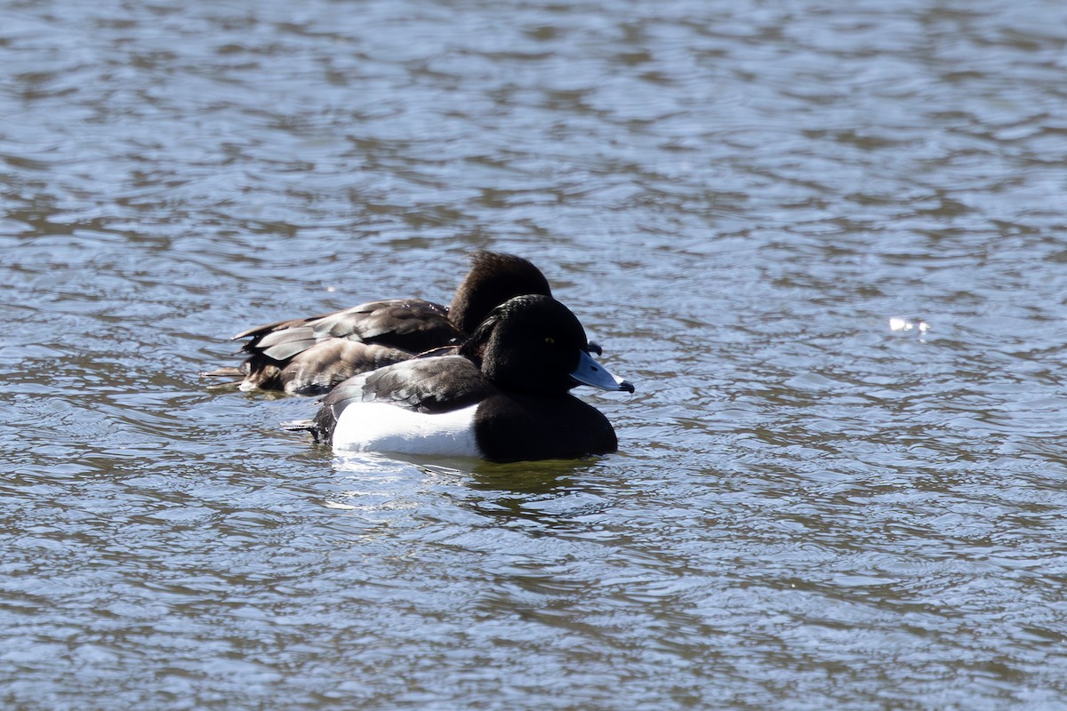 Tufted Duck - ML620373189
