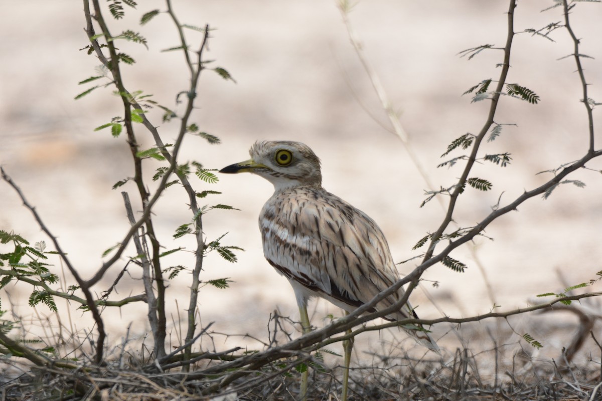 Great Thick-knee - ML620373192