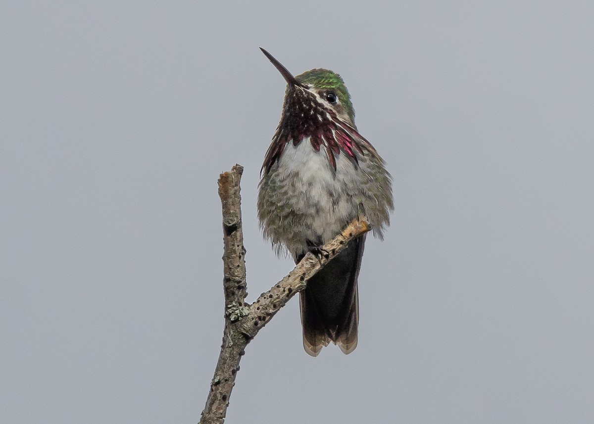 Calliope Hummingbird - ML620373194